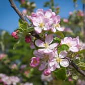 Apple blossom at Gibside, Tyne & Wear