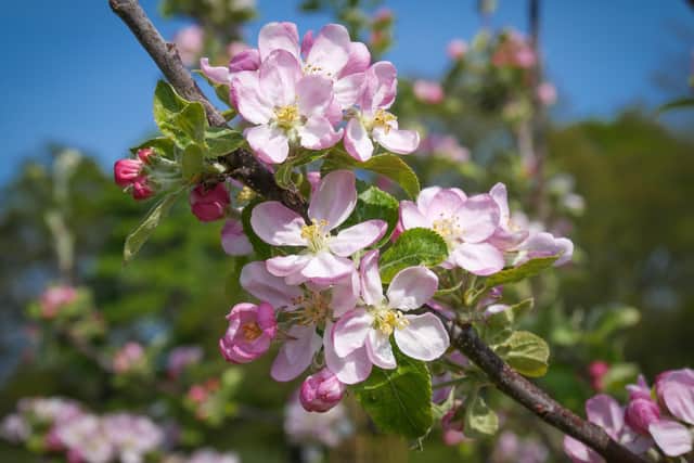Apple blossom at Gibside, Tyne & Wear