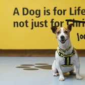 Dogs Trust asks: is now really the right time for you to get a dog?