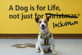Dogs Trust asks: is now really the right time for you to get a dog?