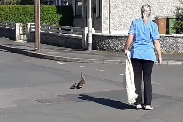 Health care workers in Lurgan saving ducklings who were lost