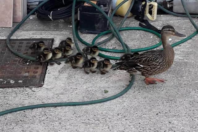 Mum and ducklings meandered their way around busy Lurgan streets and into people's driveways.