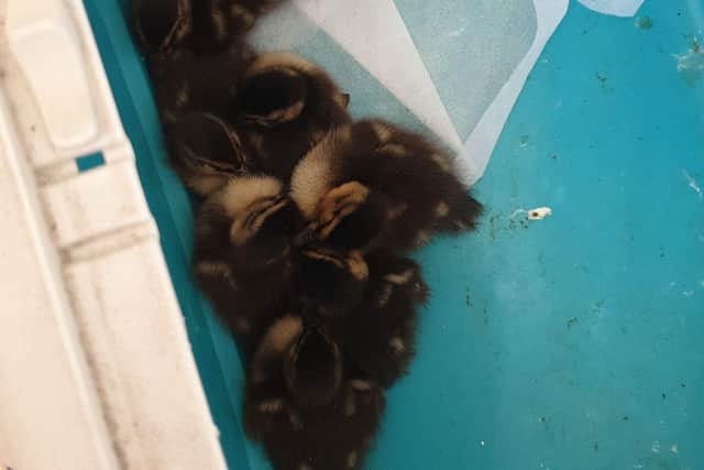 The little ducklings were captured in a cat box and are now with an expert who is helping them until they are able to be freed into the wild.
