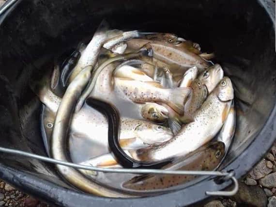 Some of the fish killed on a tributary of the Moyola River.