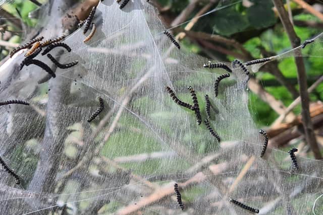 Larvae at work on the web.
