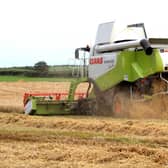 Allan Chambers said yields of his crops this year could be down by 50% if the good weather continues