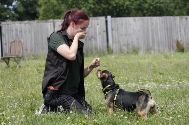 Gabby at Dogs Trust gets one of the dogs used to face covering