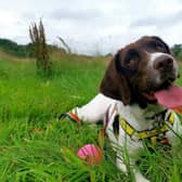 Polly is a beautiful, bouncy spaniel looking for a loving home