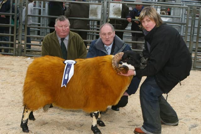 Catherine Crawford who was the reserve overall champion with John Taggart from Northern Bank and Roger Crawford pictured at the URBA show in Ballymena Mart in October 2008. Picture: Kevin McAuley/Farming Life archives