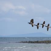 A group of light-bellied brent geese flying over Strangford lough. WWT Castle Espie