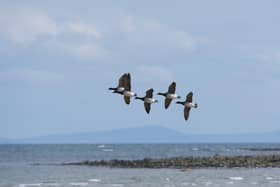 A group of light-bellied brent geese flying over Strangford lough. WWT Castle Espie