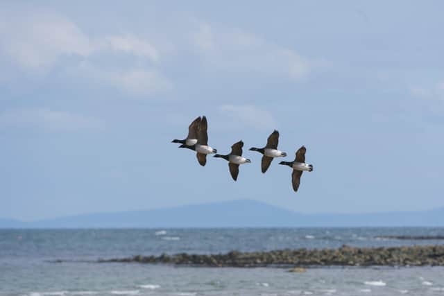 A group of light-bellied brent geese flying over Strangford lough. WWT Castle Espie