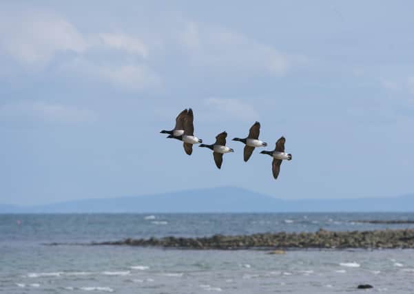 A group of light-bellied brent geese flying over Strangford lough. WWT Castle Espie