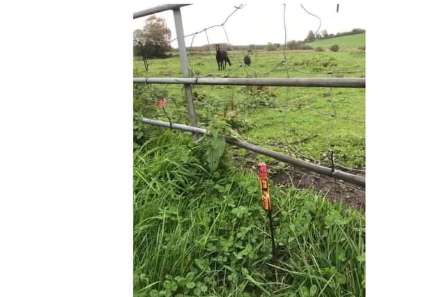 A firework was placed at the gate of a field of horses in the Birches area near Portadown.