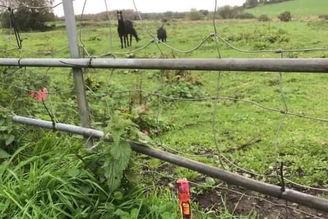 A firework was placed at the gate of a field of horses in the Birches area near Portadown.