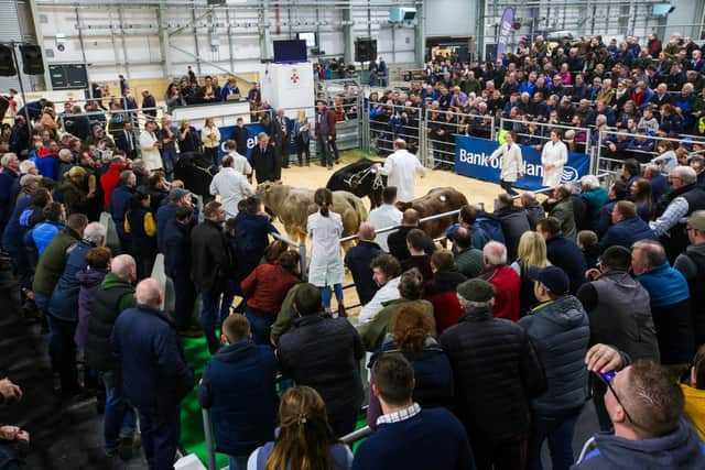 A large crowd packed out the Cattle Sale ring for the highli anticipated Auction for this yearâ€TMs Royal Ulster Beef & Lamb Championships.