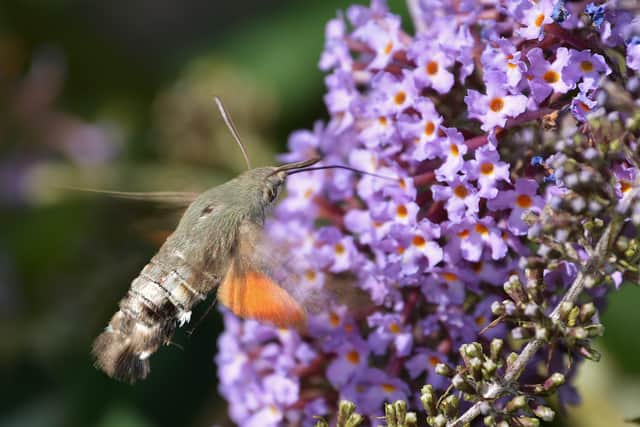 Humming-bird hawk-moth by Alan Woods which feature in Ulster Wildlife’s 2022 Charity Calendar, on sale now at www.ulsterwildlfe.org/shop