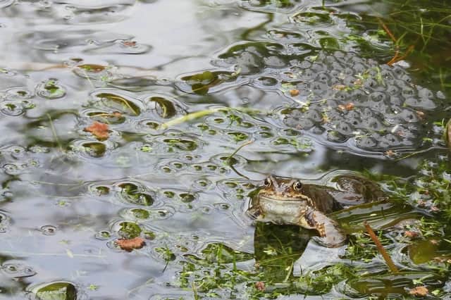 Its a frogs life front cover by ten-year-old Jacob Dumigan and features in Ulster Wildlifes 2022 Charity Calendar, on sale now at www.ulsterwildlfe.org/shop
