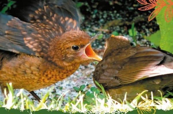 Keen photographer Dawn said she chose her picture ‘Blackbird breakfast’ as it’s a window into the personal life of birds that can be seen in any small garden.