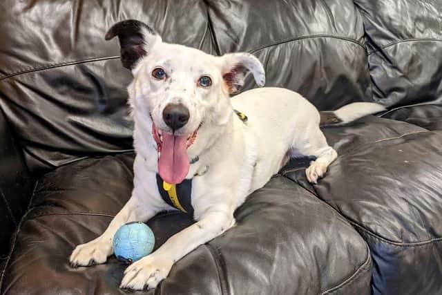 Could you give Casper the 'forever home' he's looking for?