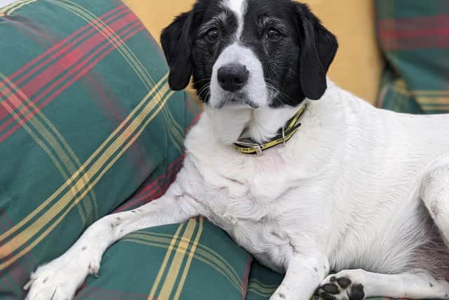 Spaniel Cross Hollie is a super sweet girl who enjoys the quiet life.