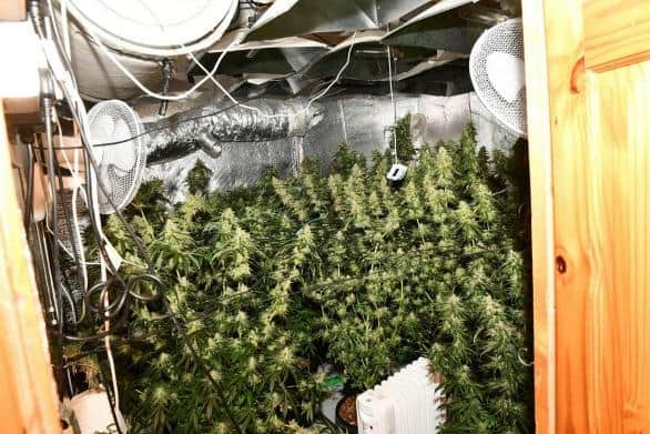 Cannabis factory uncovered by the PSNI in Coalisland.