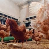 Thousands of chickens and ducks in Northern Ireland will be humanely culled due to the latest avian flu outbreak.