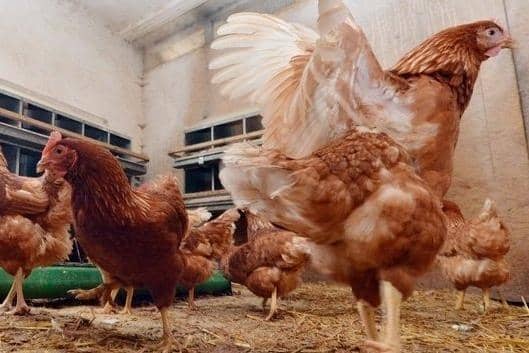 Thousands of chickens and ducks in Northern Ireland will be humanely culled due to the latest avian flu outbreak.