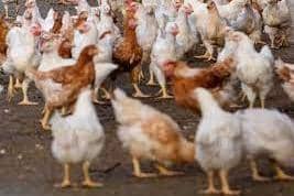 Another suspected case of bird flu in East Tyrone area.