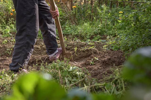 An online survey is to be carried out to see if there's a demand for allotment space.