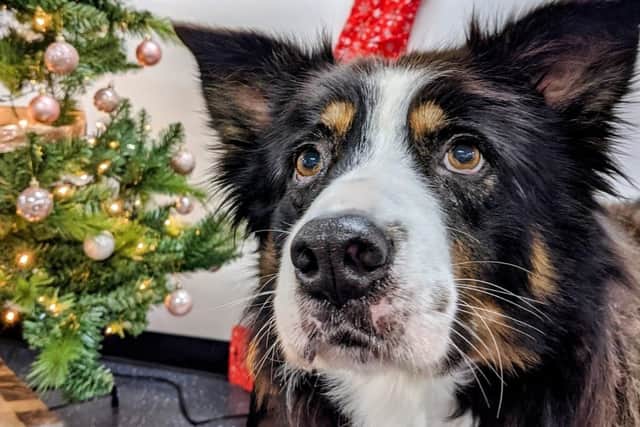 Grieves is a beautiful Border Collie cross who was found straying. He arrived with a badly damaged leg which sadly had to be removed however he is doing fantastically well on three-legs! He would just love a new home