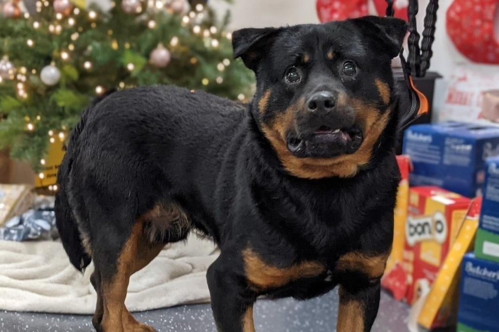 Have you got room in your heart and home for one of these dogs?