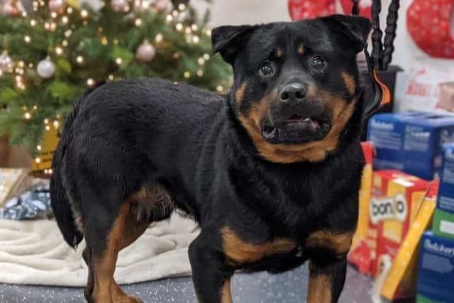 Dougie is an adorable boy who enjoys having a snuggle especially with the carers he knows and his all-time favourite snack is a sausage