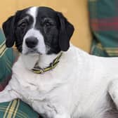 Hollie is a super sweet girl who enjoys the quiet life. She can appear shy on first meeting but soon shows her loving nature especially if you have a treat to temp her