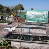 Larne Town Park allotments