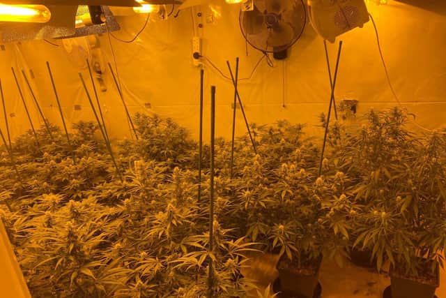 Cannabis plants found at house in Legahory, Craigavon, Co Armagh.