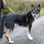 Zed is a lively big boy who loves his walks, toys and tasty treats. He is very clever and enjoys learning new tricks