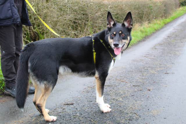 Zed is a lively big boy who loves his walks, toys and tasty treats. He is very clever and enjoys learning new tricks