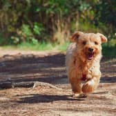 The problem of dog fouling continues to cause concern across the borough.