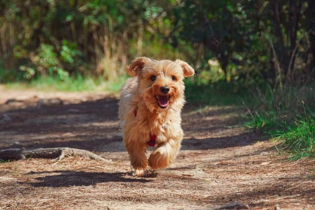 The problem of dog fouling continues to cause concern across the borough.