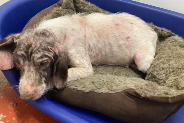 A suspected puppy farm dog was found by a member of the public, deserted in a ditch in the Longfield Road area of Forkhill.