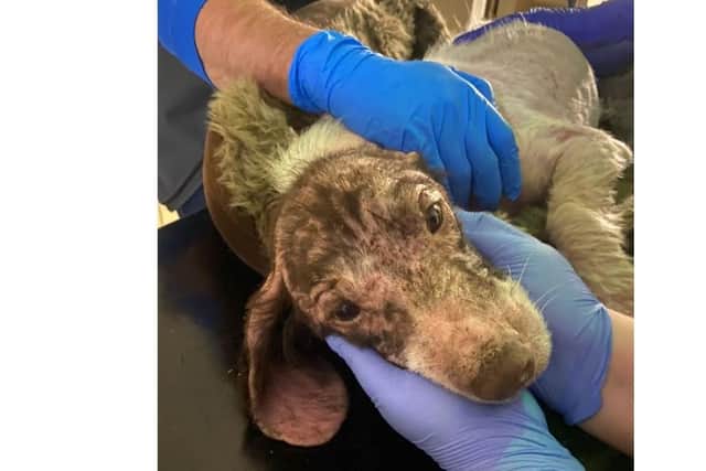 A suspected puppy farm dog was found by a member of the public, deserted in a ditch in the Longfield Road area of Forkhill.
