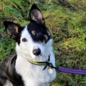 Penny is a gorgeous girl who gave birth to a litter of puppies in the care of Dogs Trust.  All her pups have been rehomed so now it’s time for Penny to find her forever home