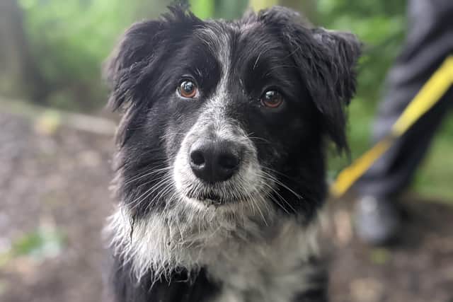 Jess is a very friendly and happy girl who has a real zest for life.  She is a clever collie who loves her meals in enrichment toys