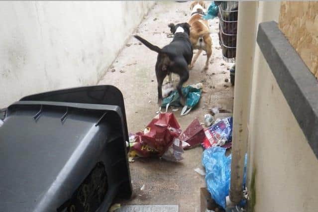 Two Staffordshire Bull Terrier dogs were kept at a location in Portadown, Co Armagh in squalid conditions.