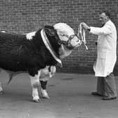 John Gabbie from Ballynahinch, Co Down, with the supreme champion Simmental bull which sold for 1,460 guineas at the breed show and sale at Balmoral in March 1982. Picture: Farming Life archives