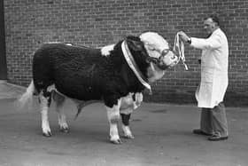 John Gabbie from Ballynahinch, Co Down, with the supreme champion Simmental bull which sold for 1,460 guineas at the breed show and sale at Balmoral in March 1982. Picture: Farming Life archives