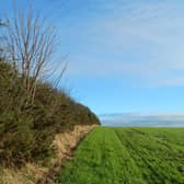 Hedgerows are important for protecting wildlife.