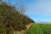 Hedgerows are important for protecting wildlife.