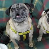 Bella and Drake are a gorgeous pair of pugs who are looking for someone to give them a forever home together